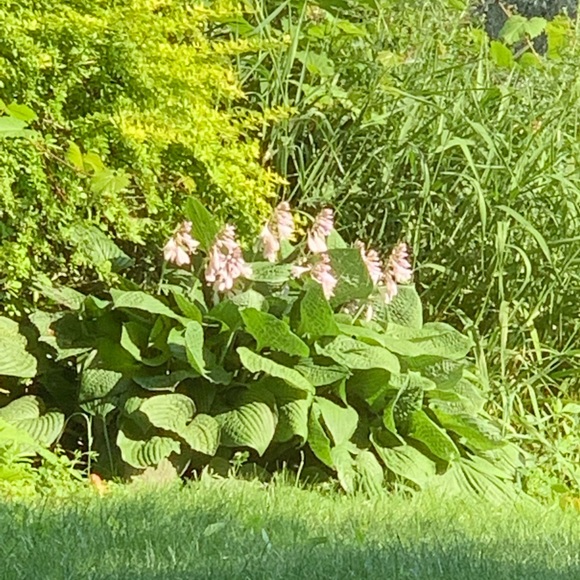 Meet your Posher, Shab - Picture 1 of 1